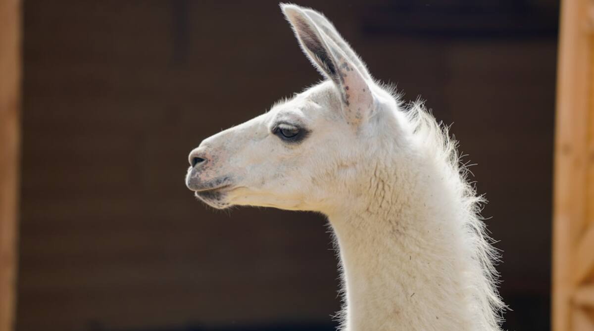 Ollama