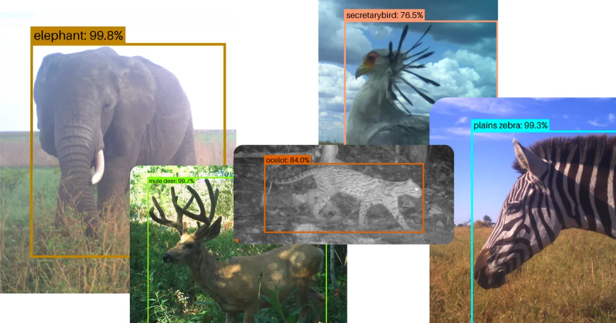 SpeciesNet : L'IA open-source pour la conservation de la faune
